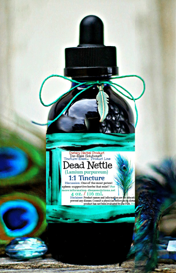 Dead Nettle