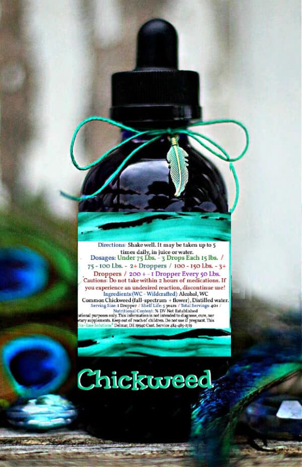 Chickweed - Image 2