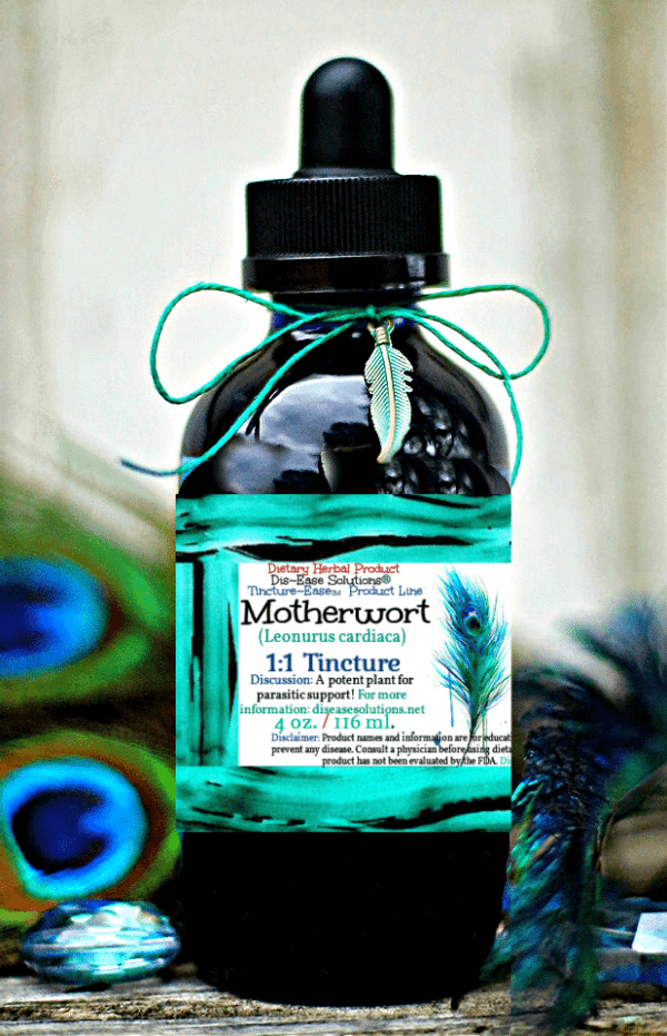 Motherwort