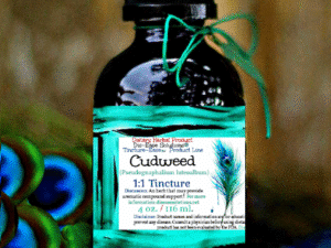 Helichrysum "Jersey Cudweed"