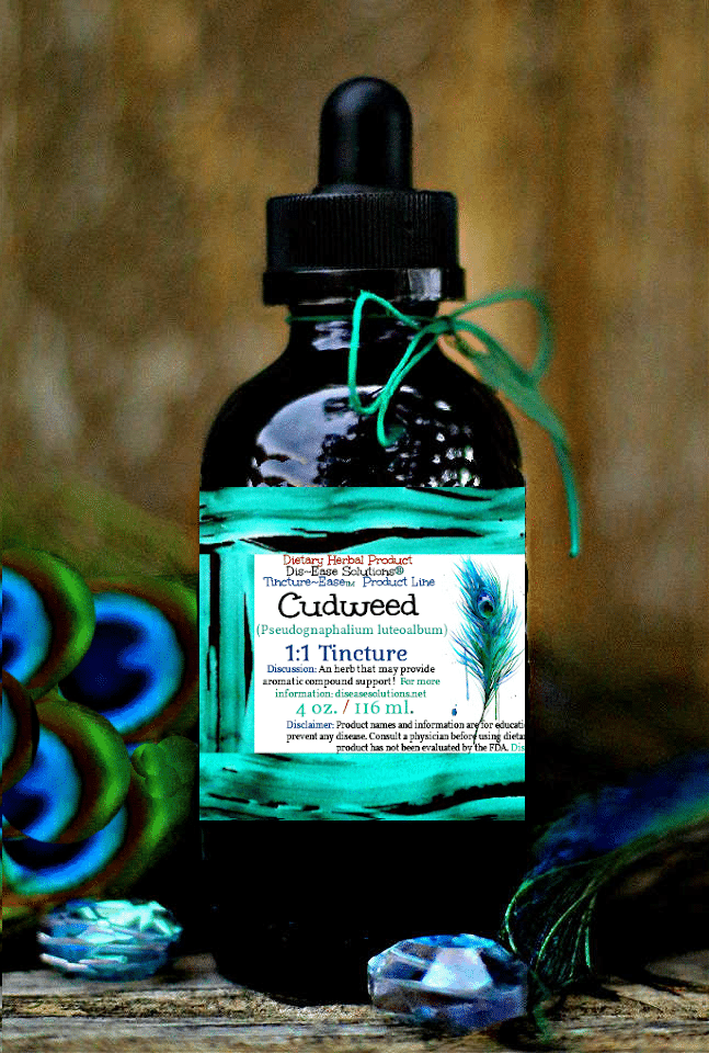 Helichrysum "Jersey Cudweed"