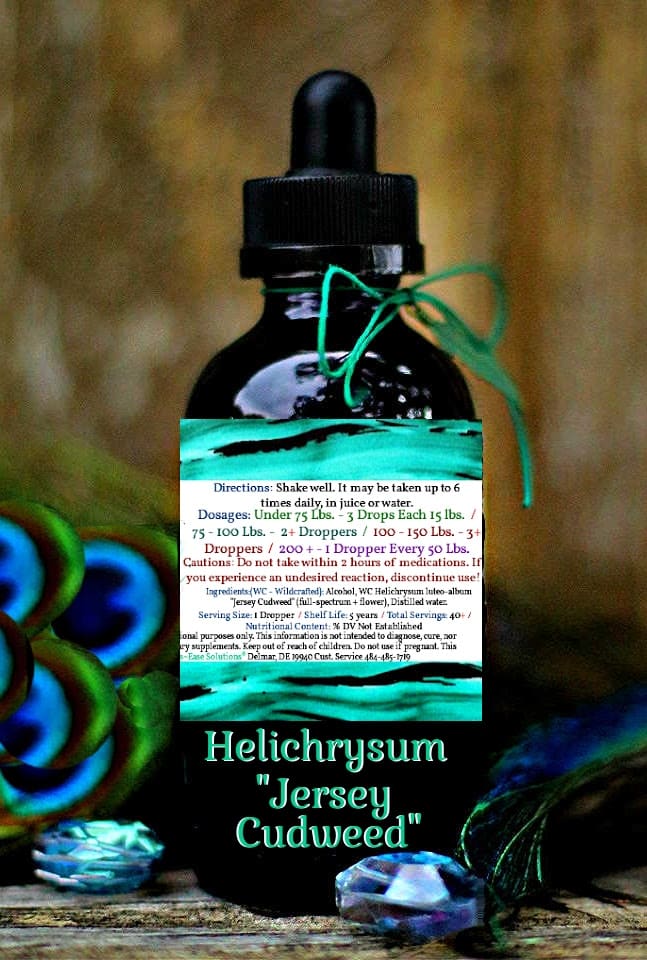 Helichrysum "Jersey Cudweed" - Image 2