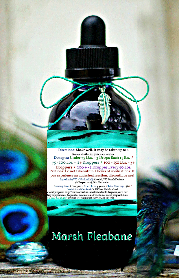 Marsh Fleabane - Image 2