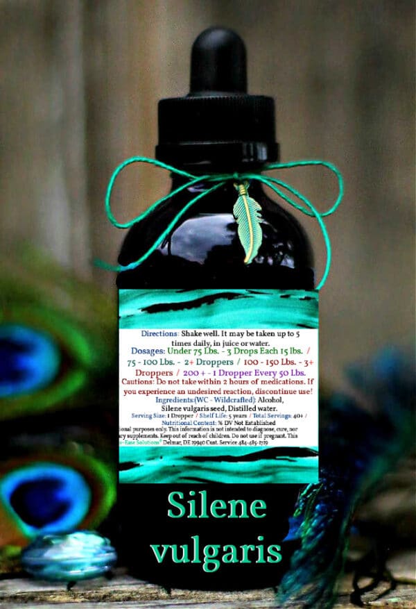 Silene vulgaris "Maiden's Tears" - Image 2