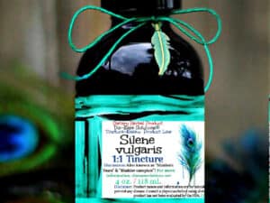 Silene vulgaris "Maiden's Tears"