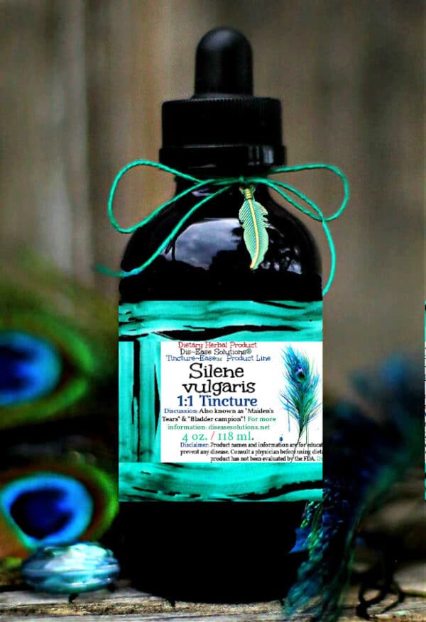 Silene vulgaris "Maiden's Tears"
