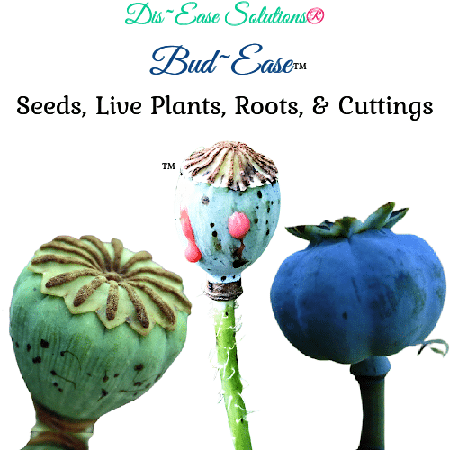 Seeds / Live Plants